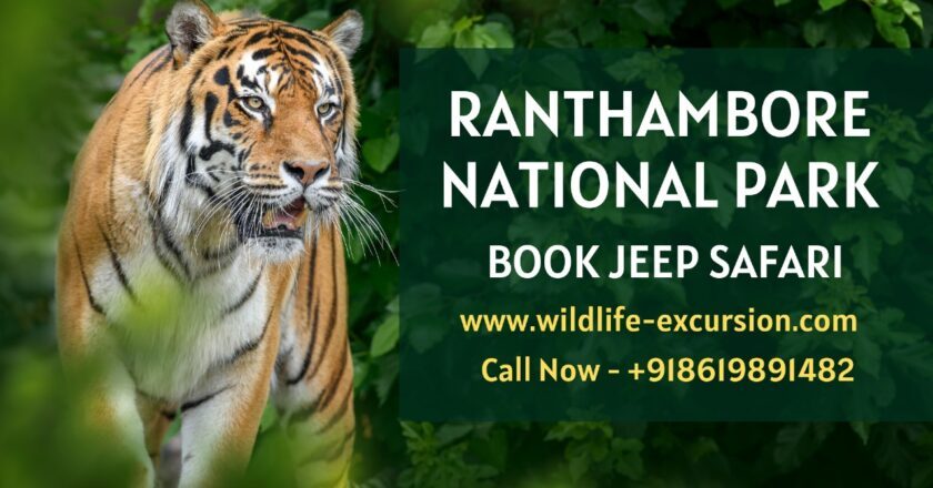 Book a Thrilling Wildlife Safari at Ranthambore National Park