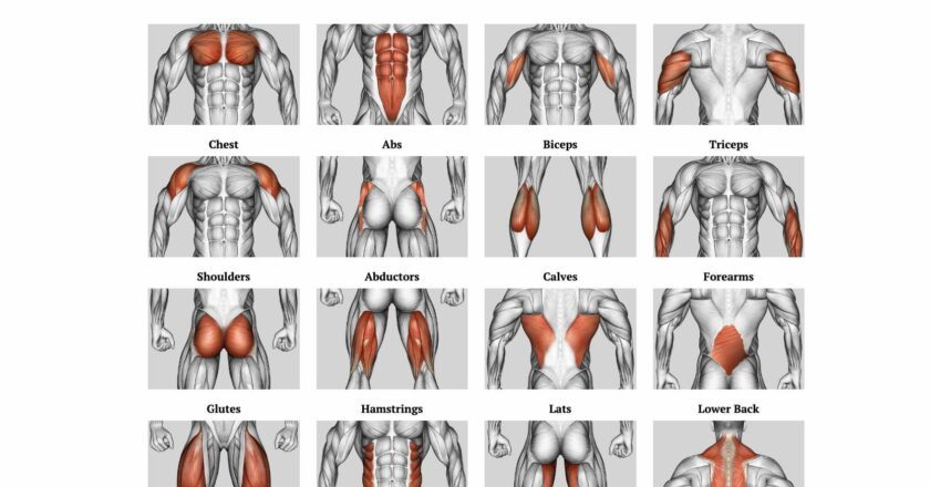 Flexxp.com: Unlock Your Fitness Potential with the Ultimate Workout Generator