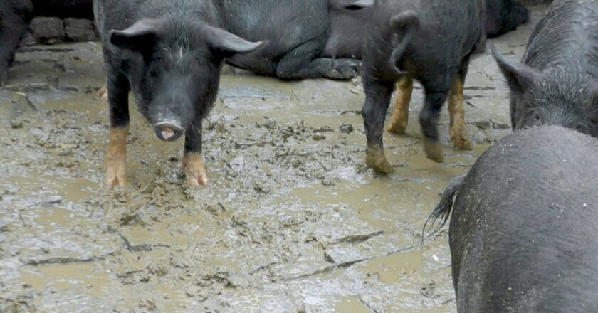 Animal Equality’s new study reveals cruelties inflicted on pigs