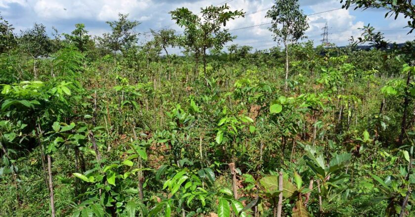 Puravankara pledges to plant 1 million trees as part of 1t.org movement