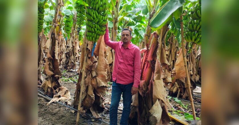 Maharashtra Farmer Dheeraj Jagtap Earns ₹40 Lakh from 4-Acre Banana Farm, Highlighting a Shift Towards Export-Driven Agriculture